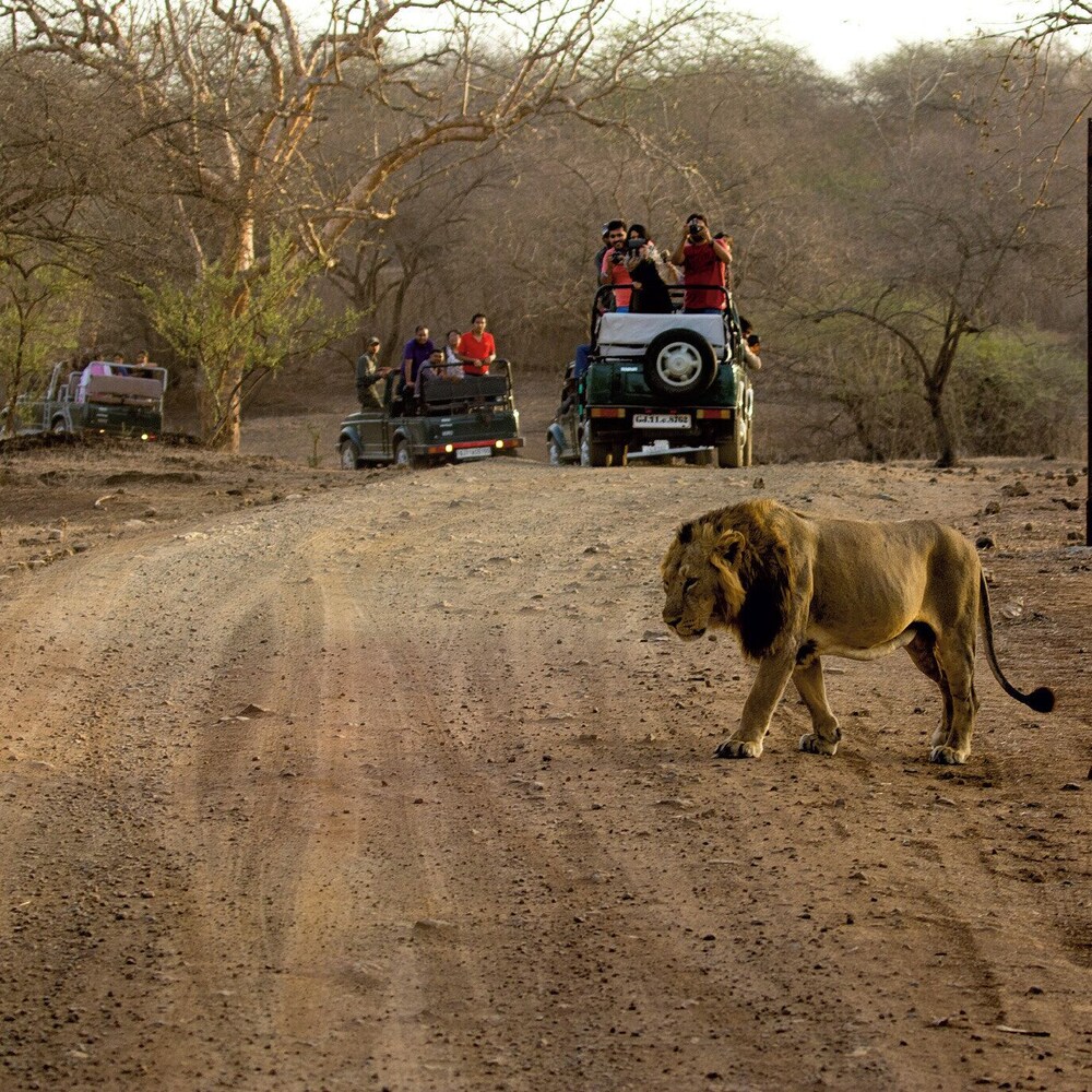 Asiatic Lion Lodge 28/50