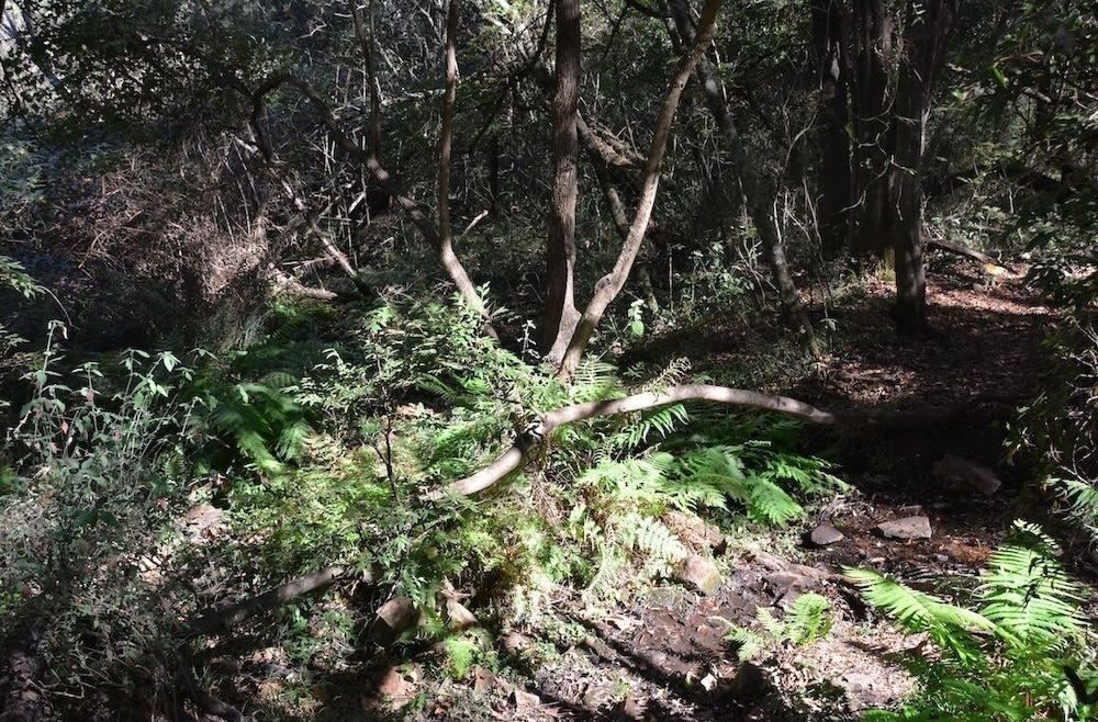 Rocky Drift Private Nature Reserve 28/50