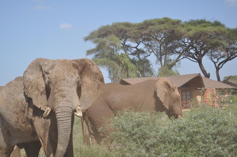 Kilima Safari Camp 43/49
