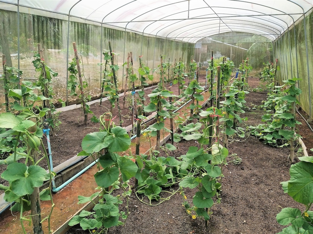 Somphoch Garden 40/50