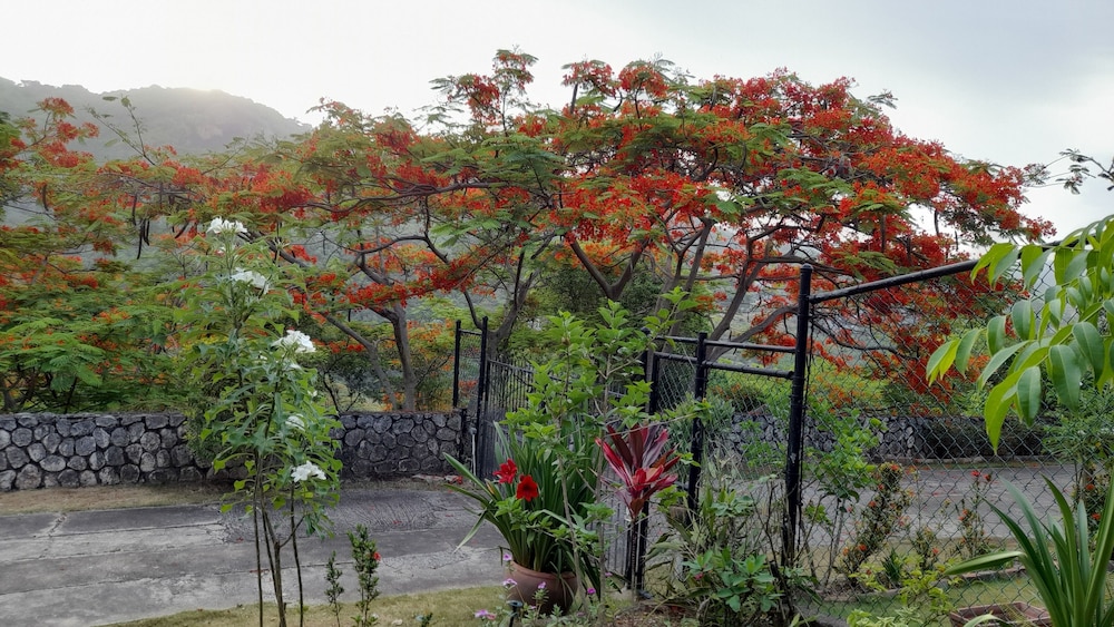 Neitas Nest Jamaican Bed And Breakfast 19/22