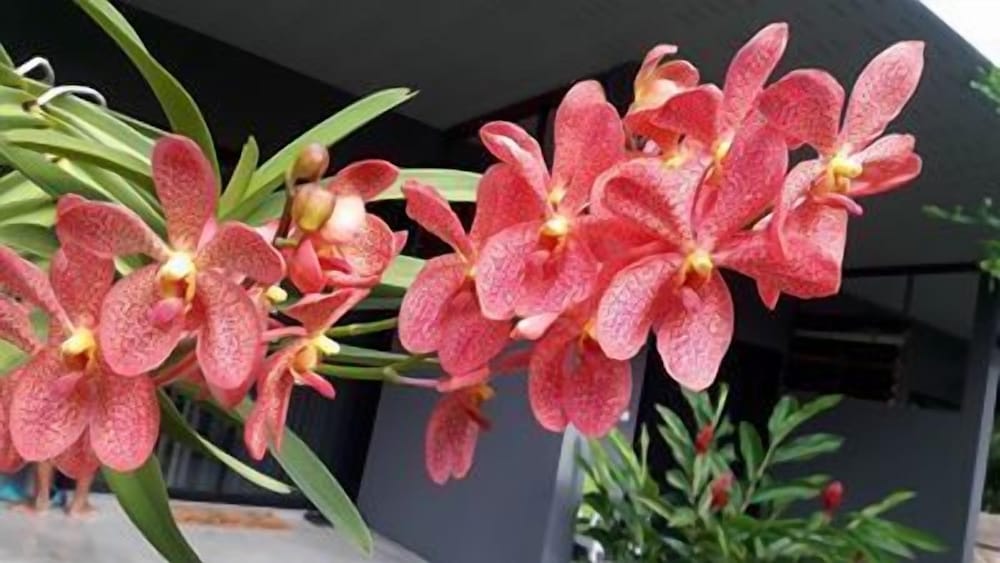 Kanvela Resort 7/37