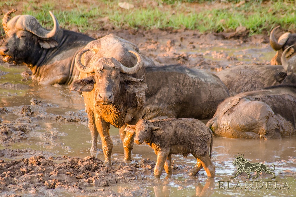 Elandela Private Game Reserve And Luxury Lodge 23/50