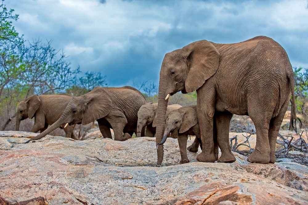 Pondoro Game Lodge 62/66