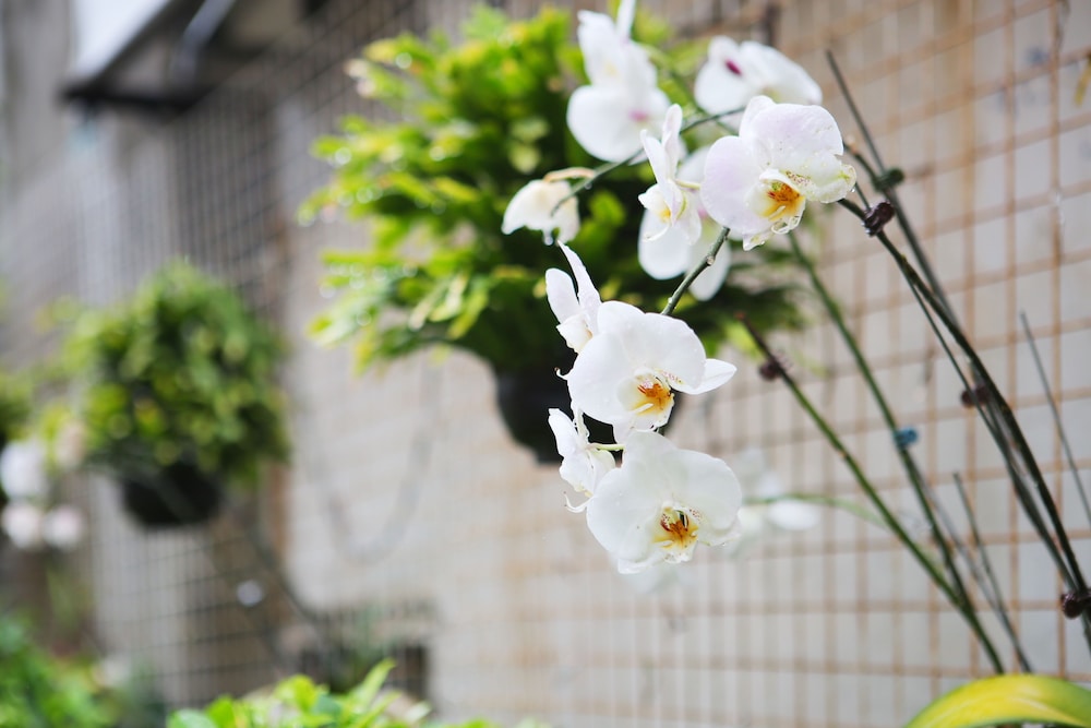 Chiayi Crown Hotel 26/32