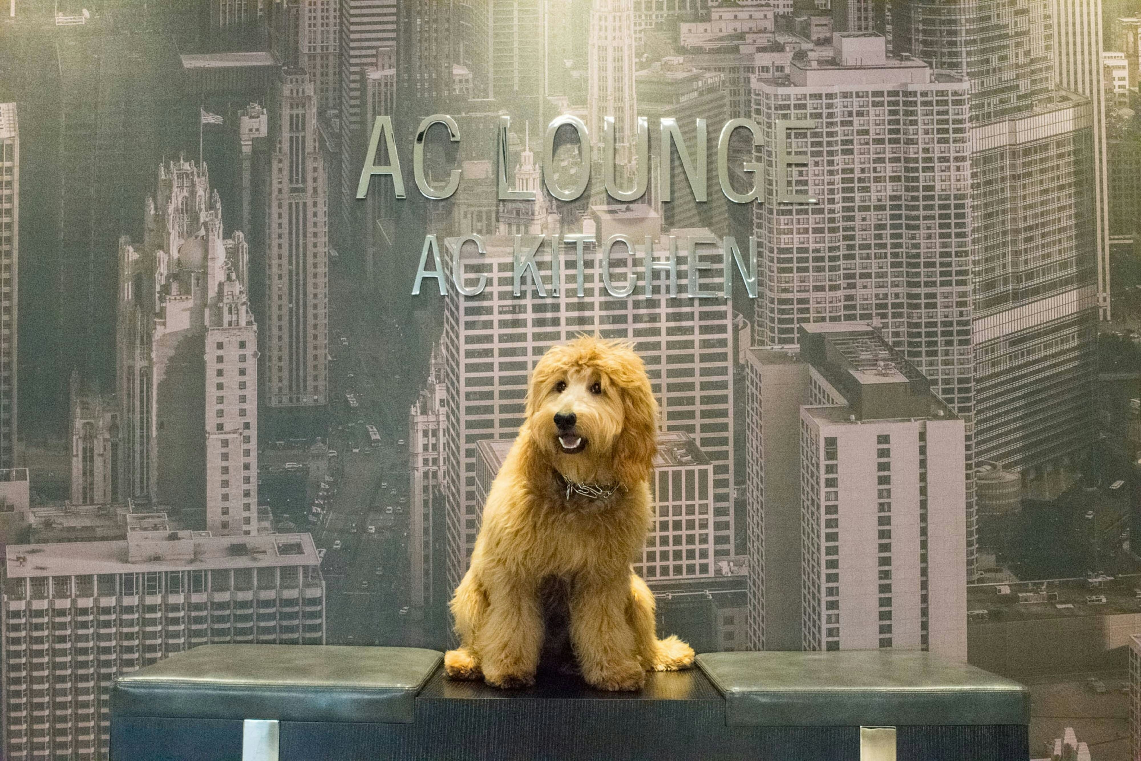 Ac Hotel Chicago Downtown 23/54