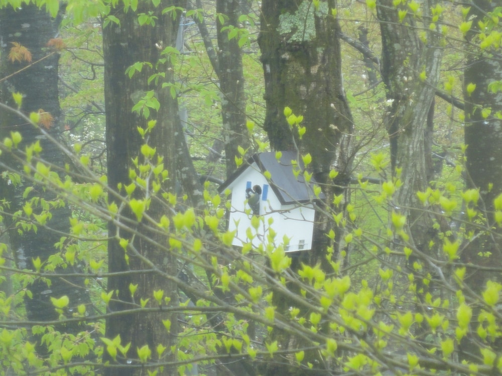 Cozy Inn Antique 19/23