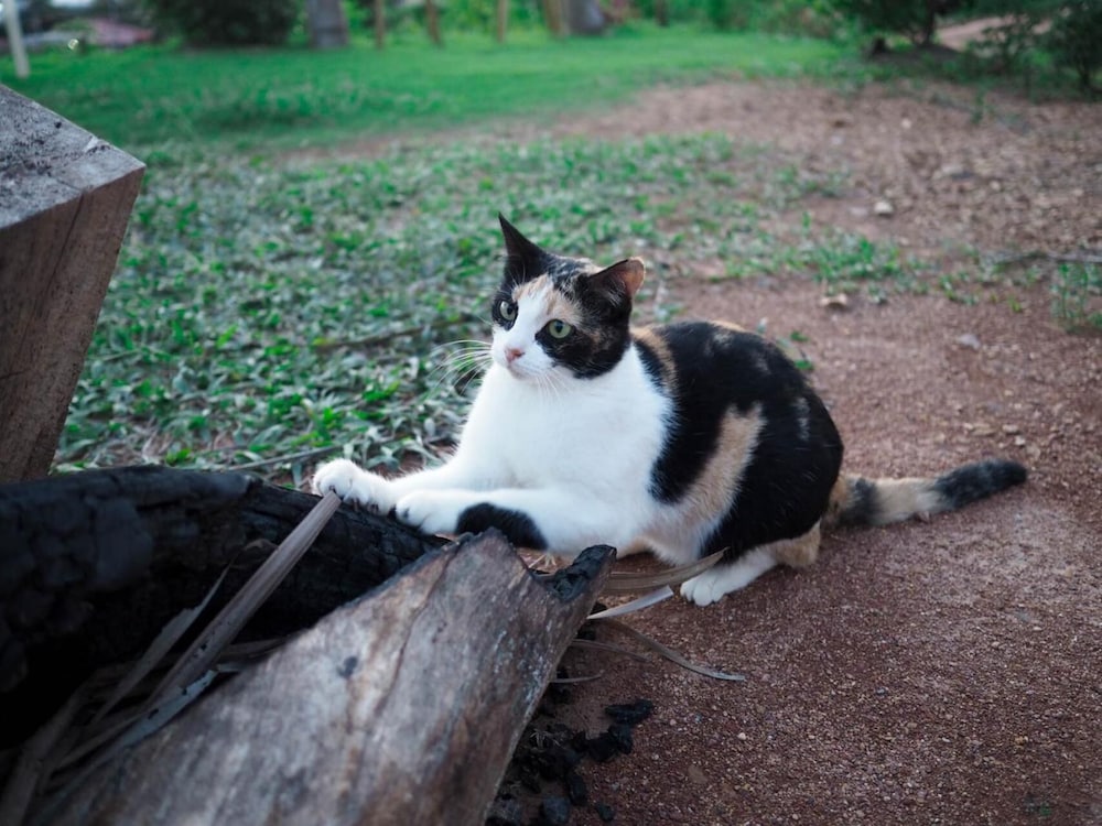 Cat Bungalow 57/66