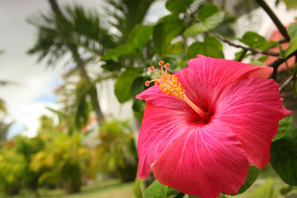 Ocean Villas 53/59