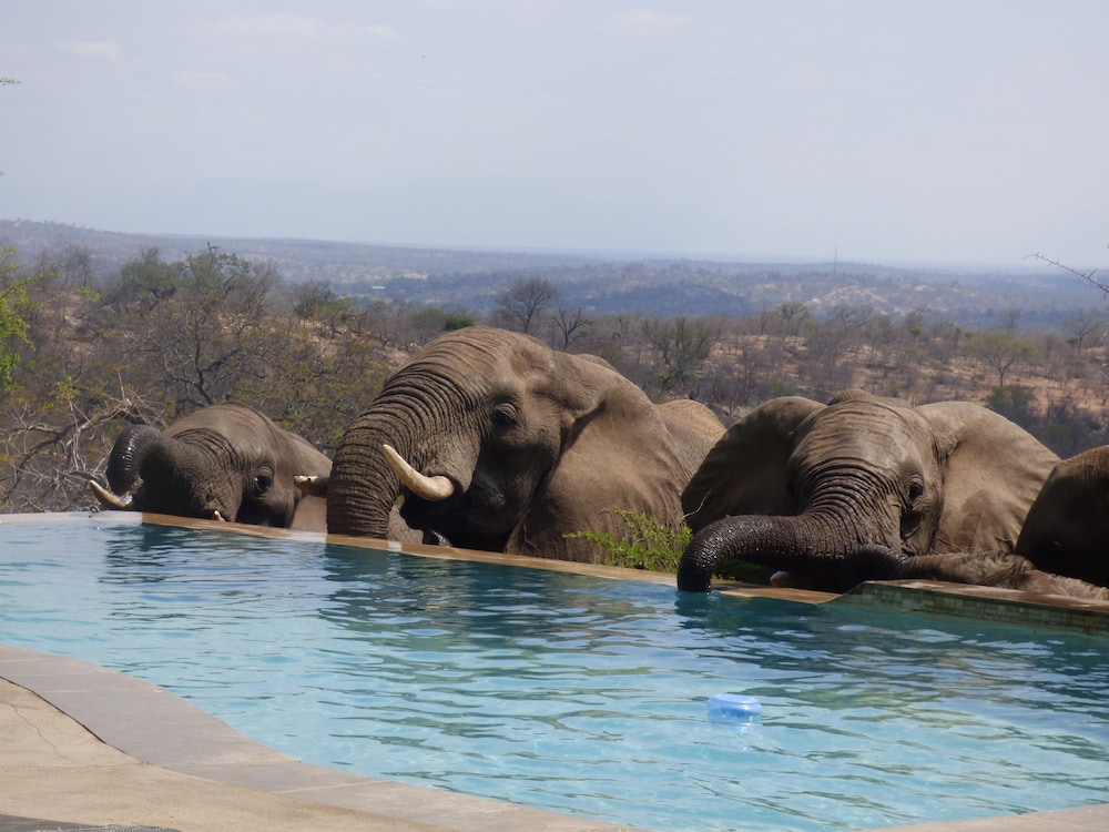 Mbizi Bush Lodge 37/50