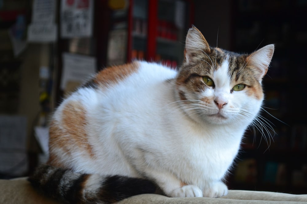 セカンド ホーム ホステル 写真3