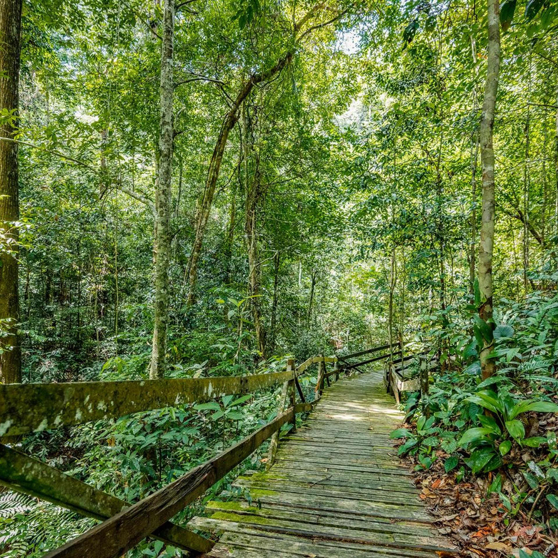 BORNEO TROPICAL RAINFOREST RESORT 50/55