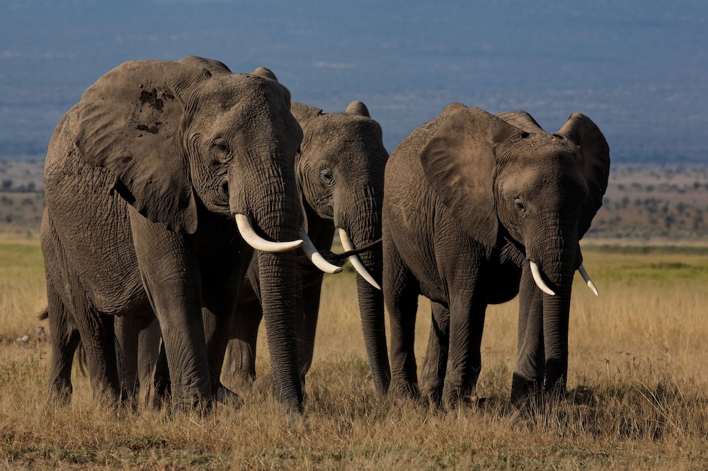 Amboseli Serena Safari Lodge 24/81