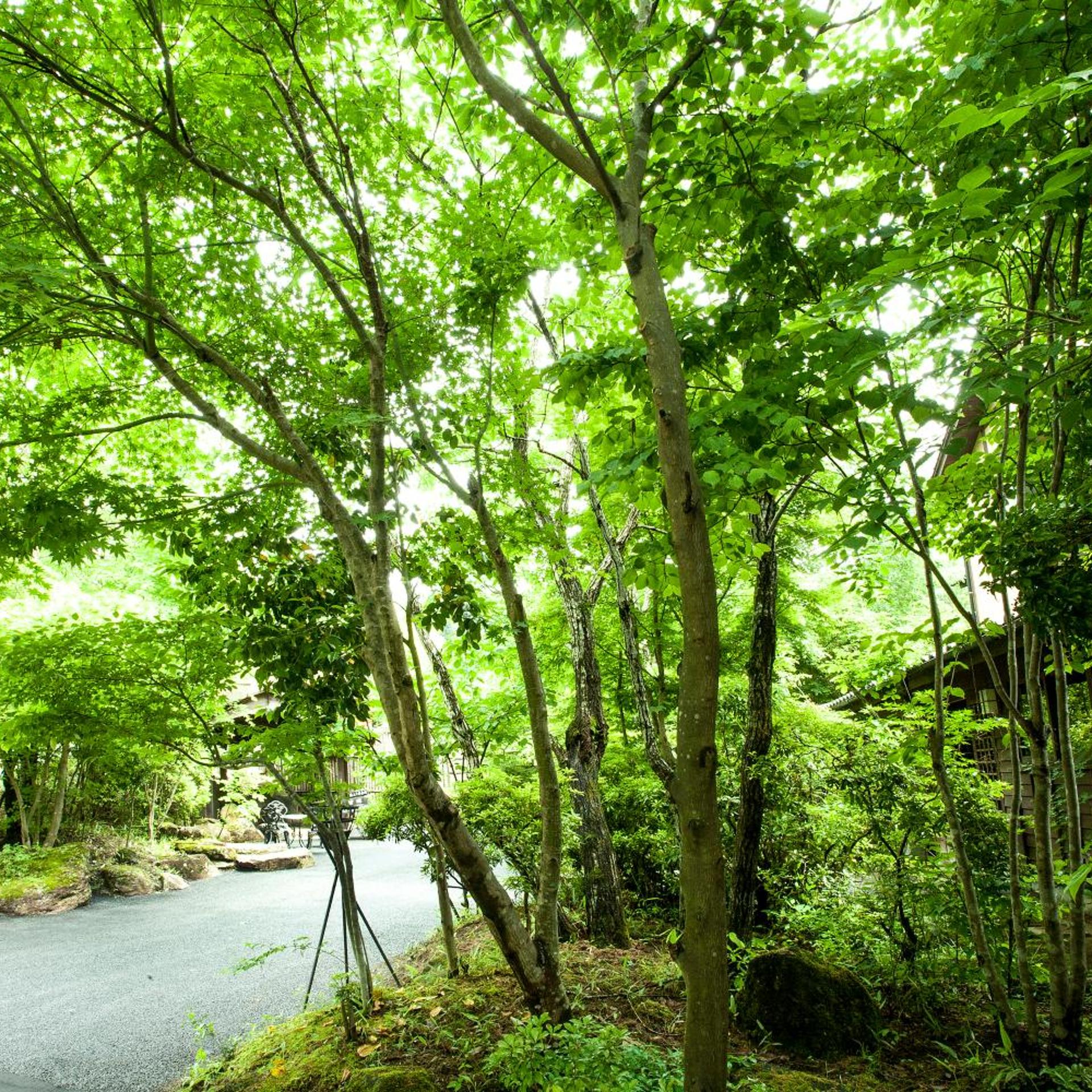 Ryokan Kono-Yu 42/50