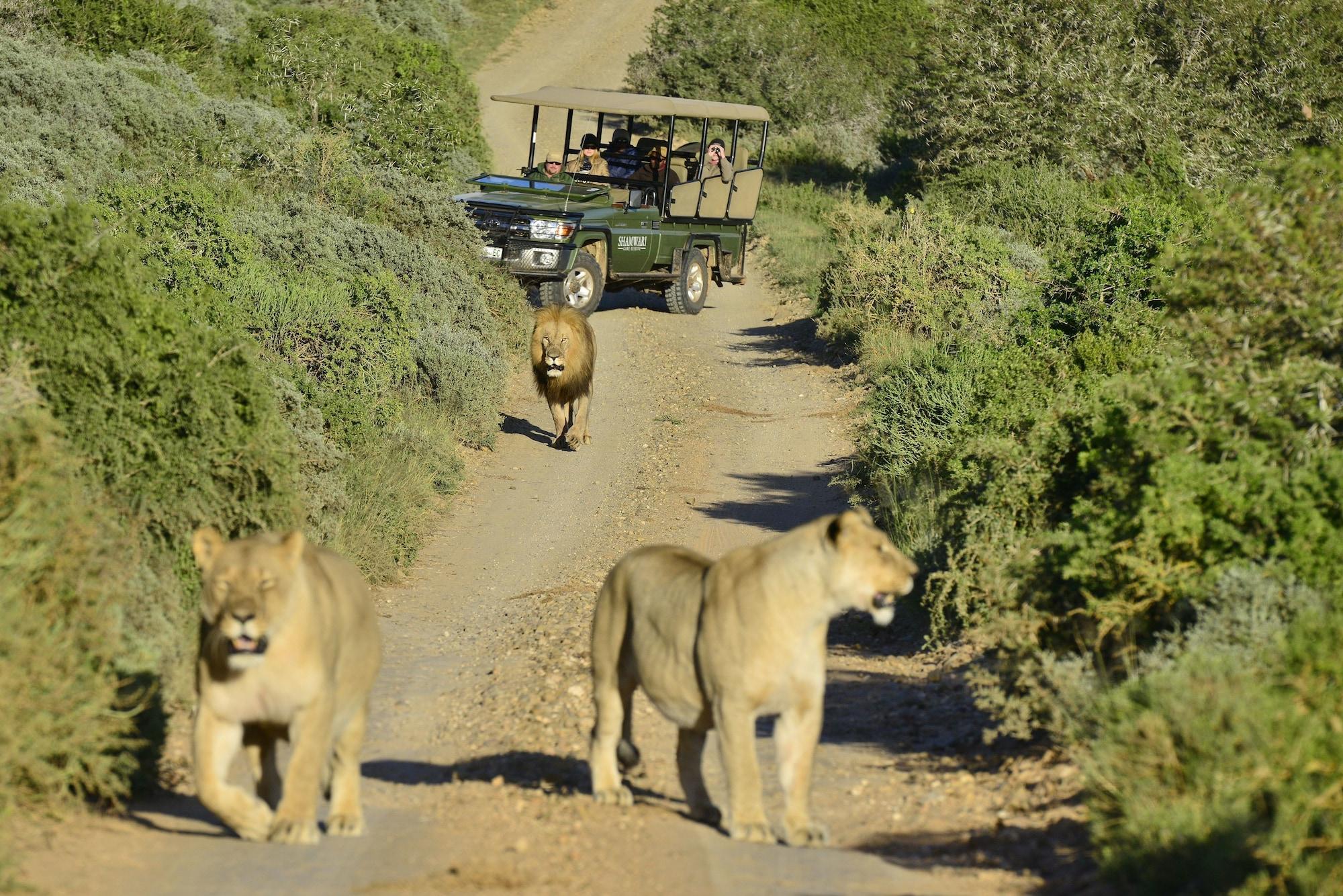 Shamwari Game Reserve - Eagles Crag 36/55