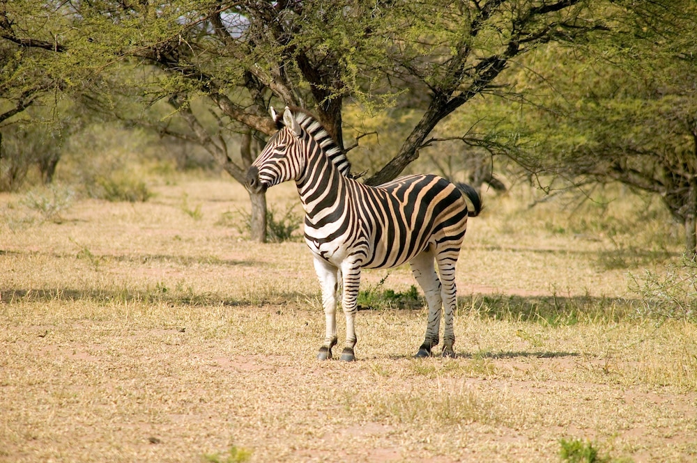 Ditholo Game Lodge 45/51