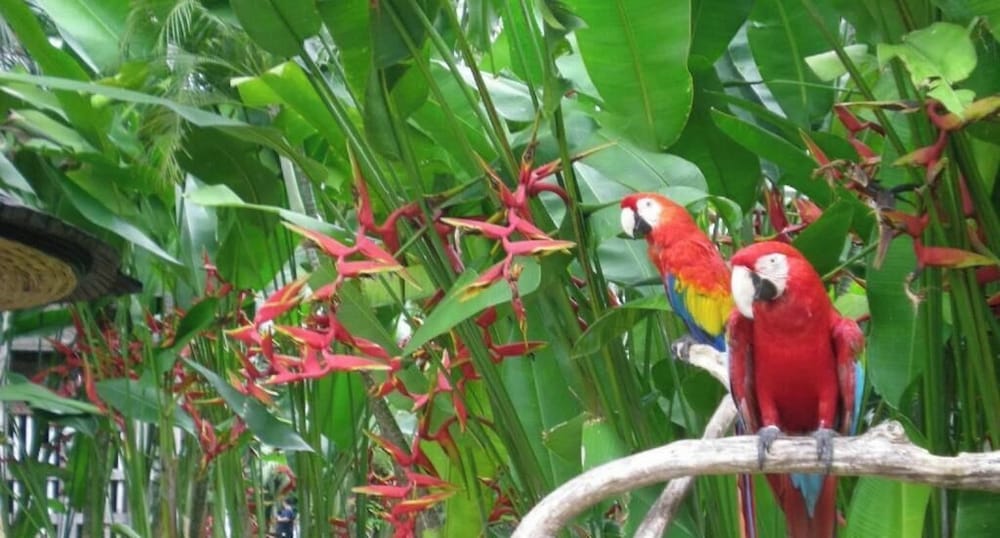 The Bali Purnati Center For The Arts - Adults Only 38/50