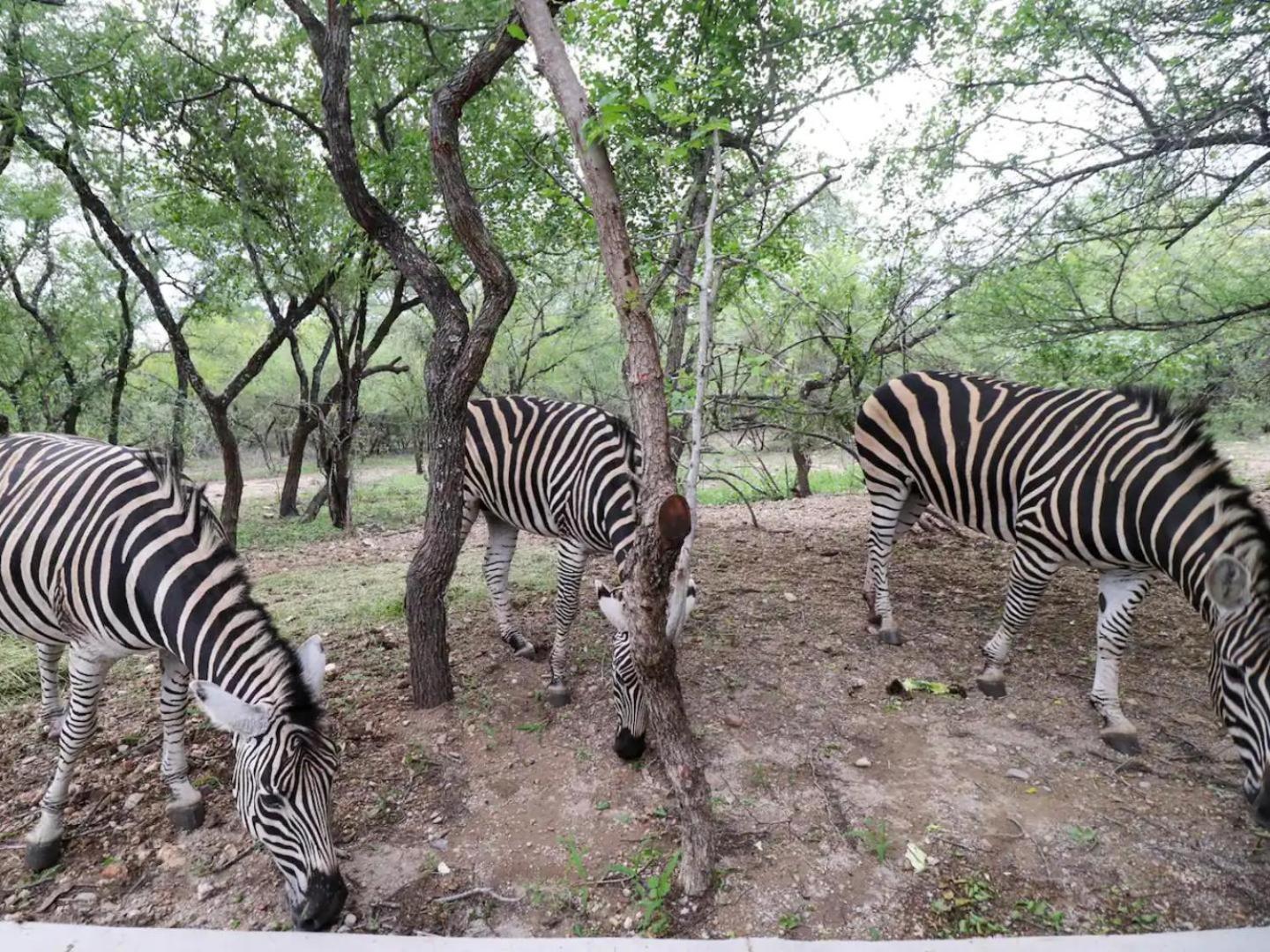 Kruger Nights 18/23