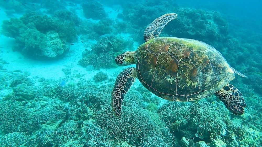 Sea Turtle House 23/50