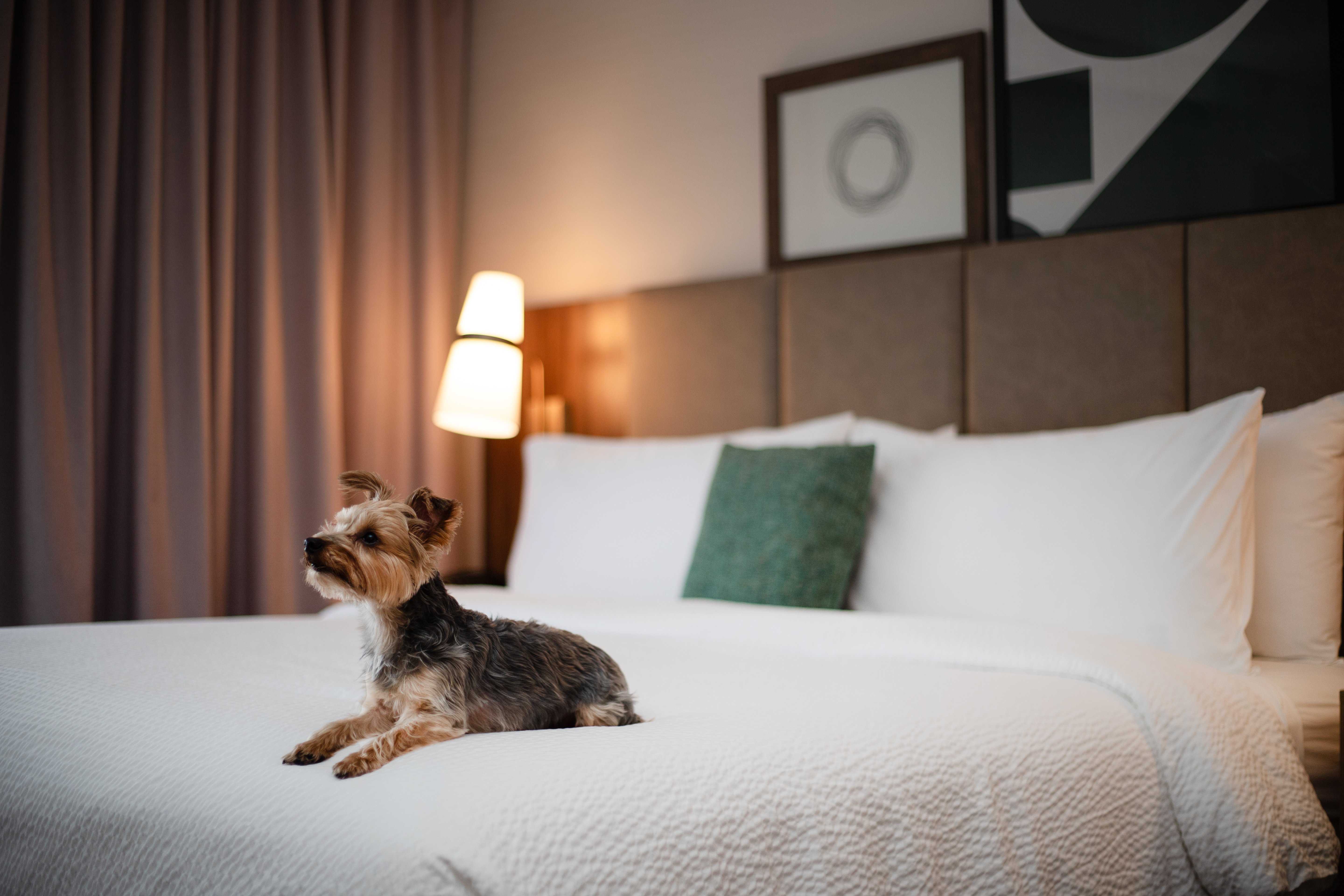 Staybridge Suites Chicago O Hare Airport, an IHG Hotel 14/50