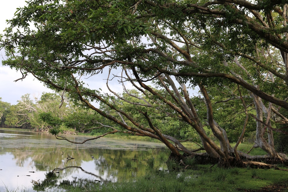 Mahoora Tented Safari Camp Wilpattu 38/50