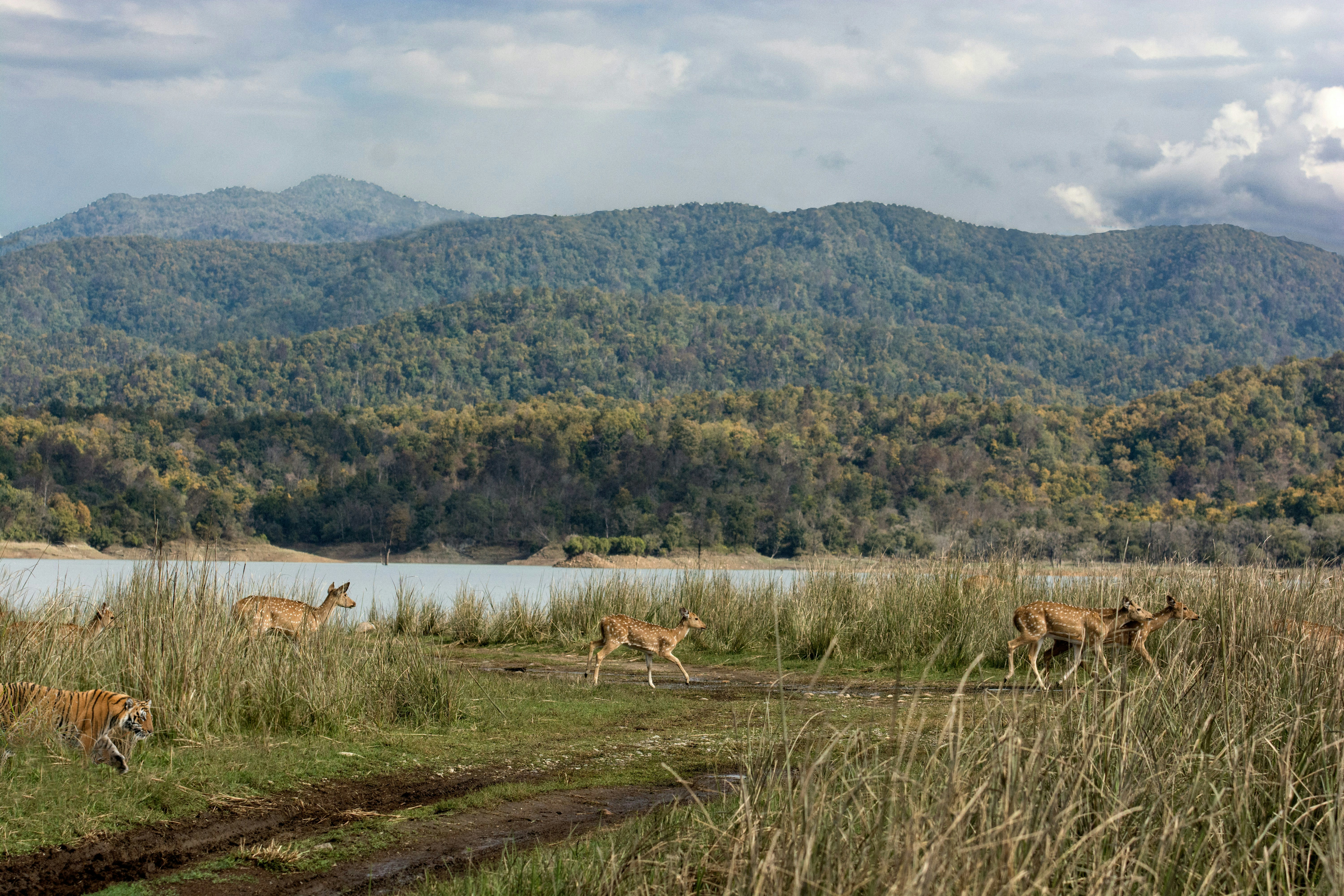 voco Jim Corbett 34/47