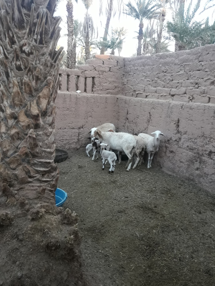 Riad Tagmadart Ferme D'hôte 26/29