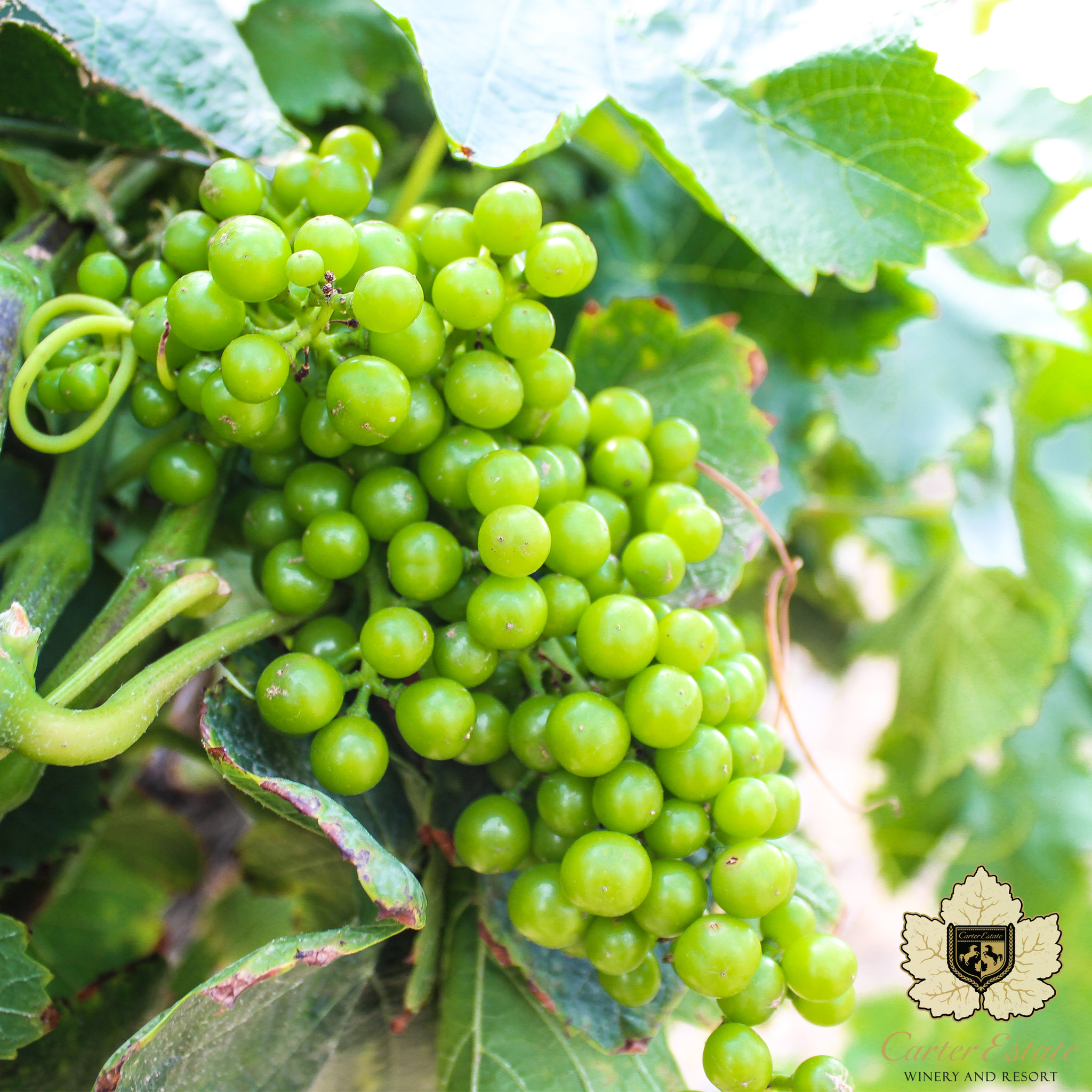 CARTER ESTATE WINERY AND RESORT 24/25