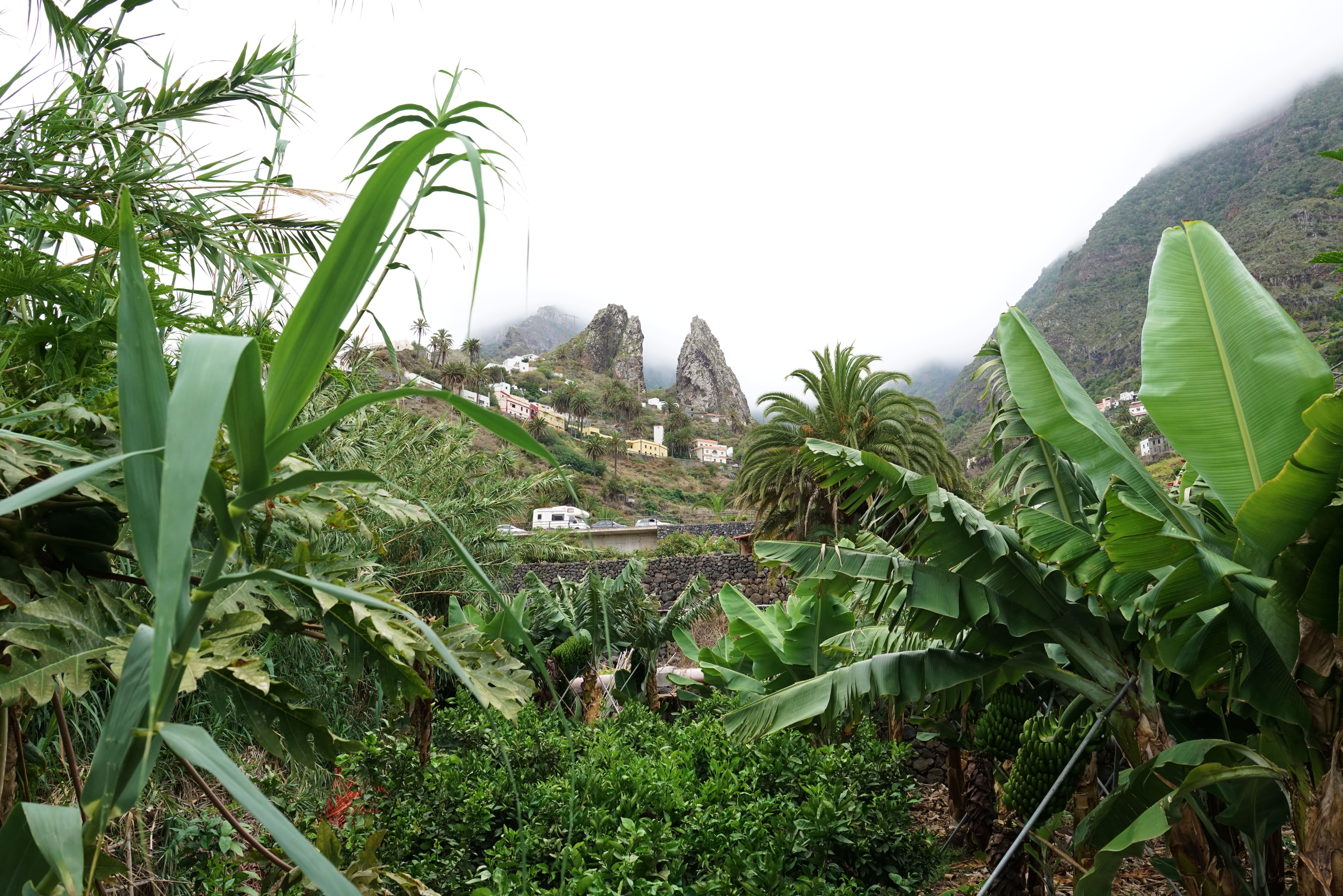 Finca Pinero 23/29