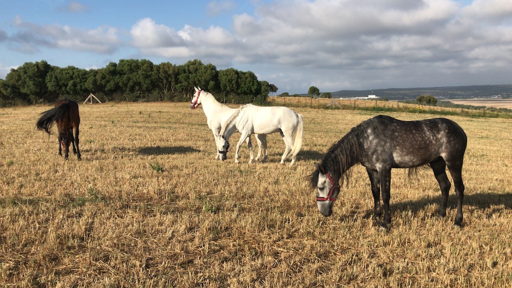 Cortijo El Indiviso 34/50