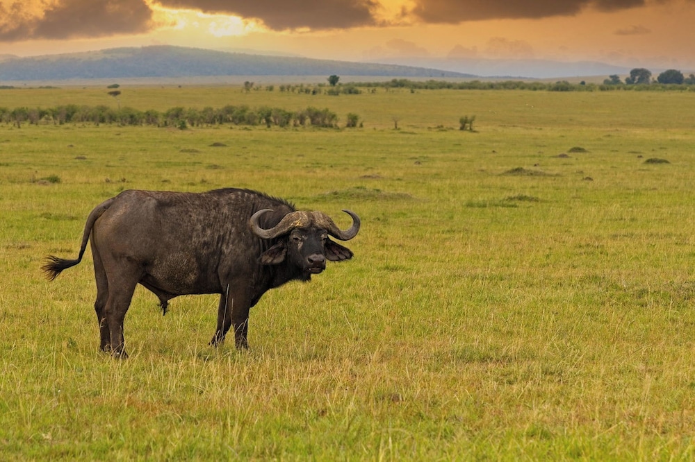 Muthu Keekorok Lodge, Maasai Mara, Narok 63/70