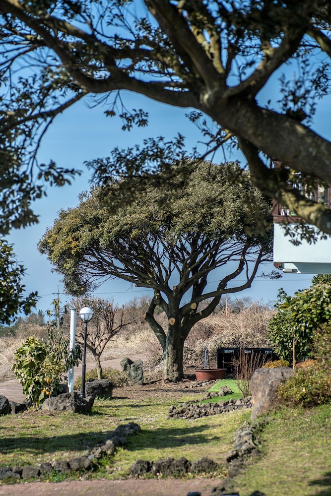 Jeju Nollmung 36/50