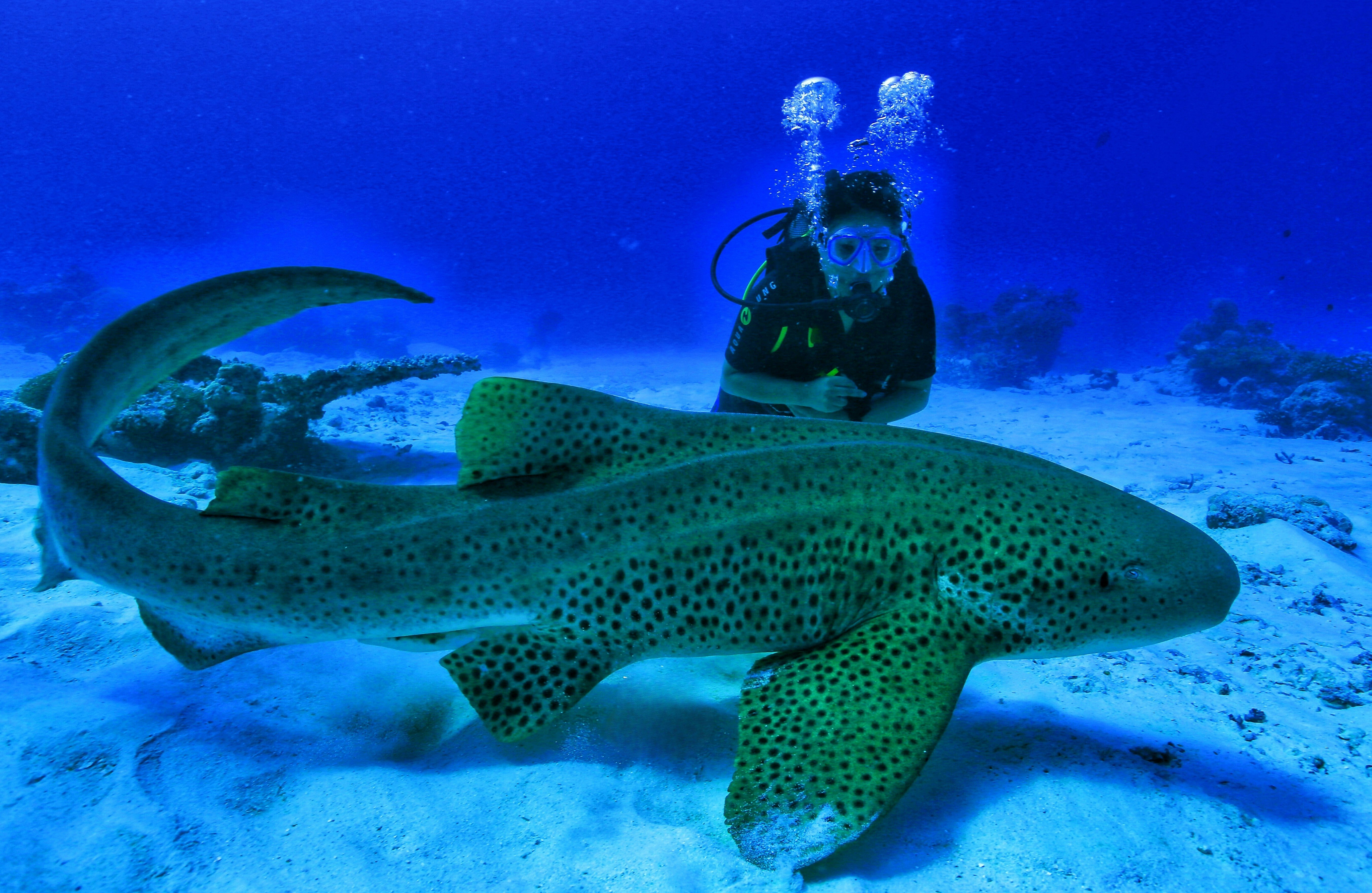 Ayada Maldives 45/65