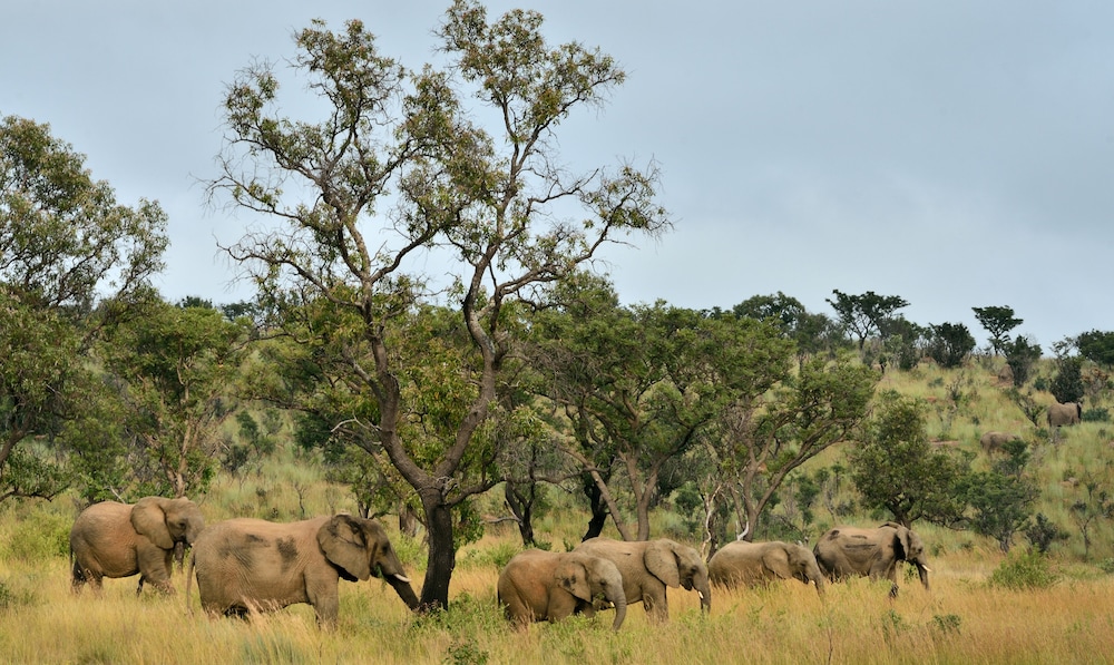 Makweti Safari Lodge 23/37