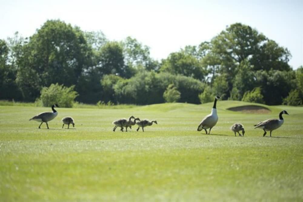 Sandford Springs Hotel & Golf Club 45/50
