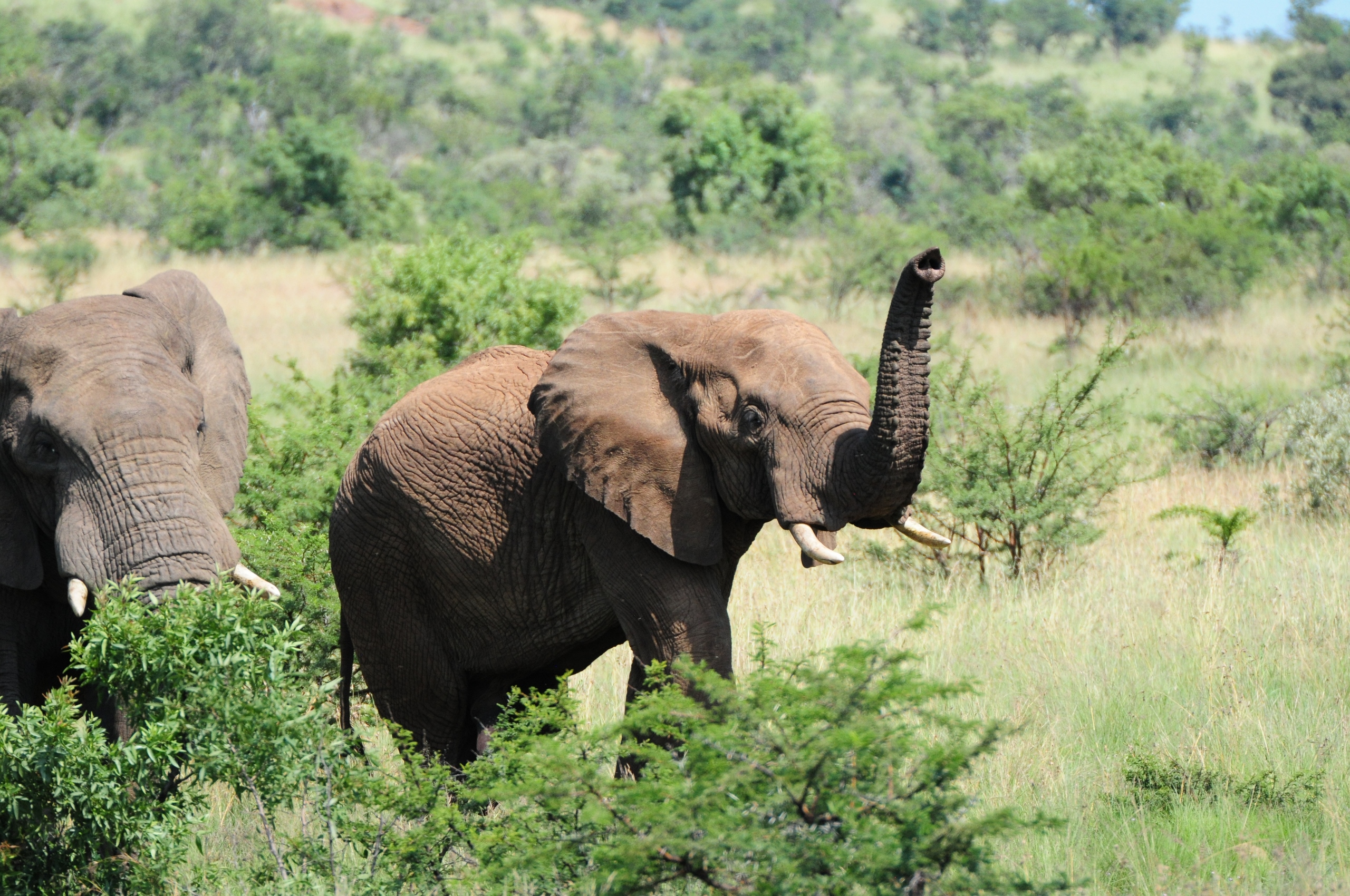 Morokolo Safari Lodge 71/82
