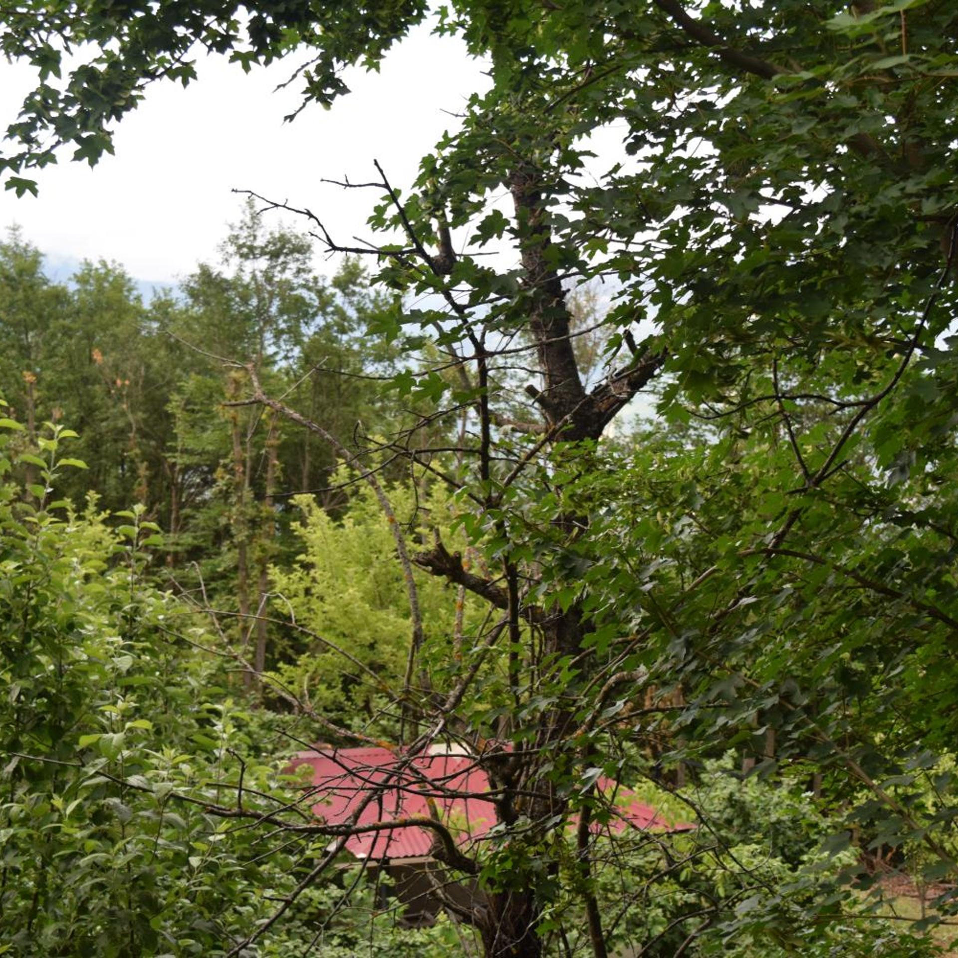 Mars Otel Artvin 39/50
