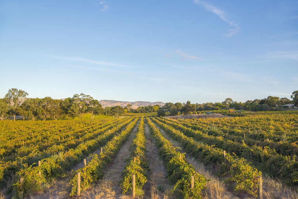 Barossa Shiraz Estate 40/50