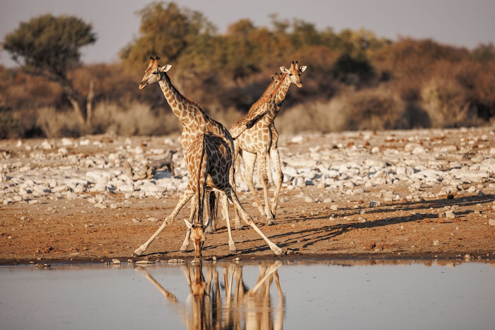 Mokuti Etosha Lodge 65/69