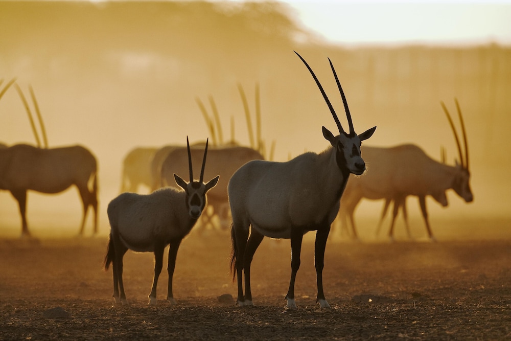 Anantara Sir Bani Yas Island Al Yamm Villa Resort 33/49