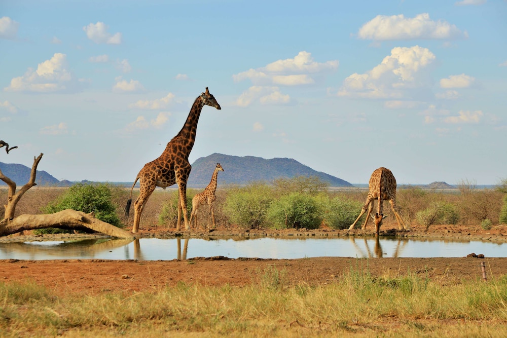 Last Word Madikwe 72/77