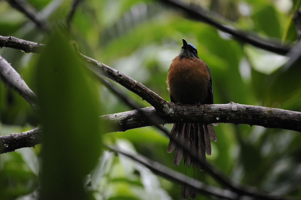Omega Tours Adventure Company And Eco Jungle Lodge 10/50
