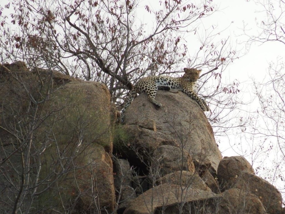 Balule Bushveld Safari Lodge 24/38