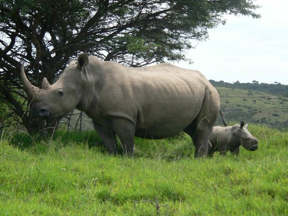 Inkwenkwezi Private Game Reserve 28/50