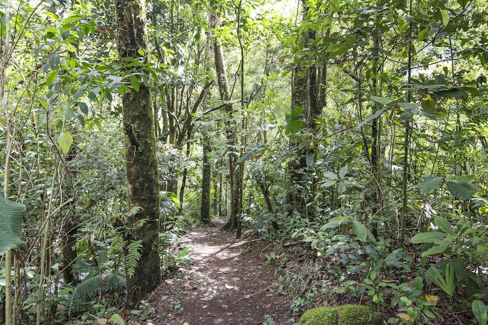 Bosque de Paz Lodge y Reserva Biologica 3/58