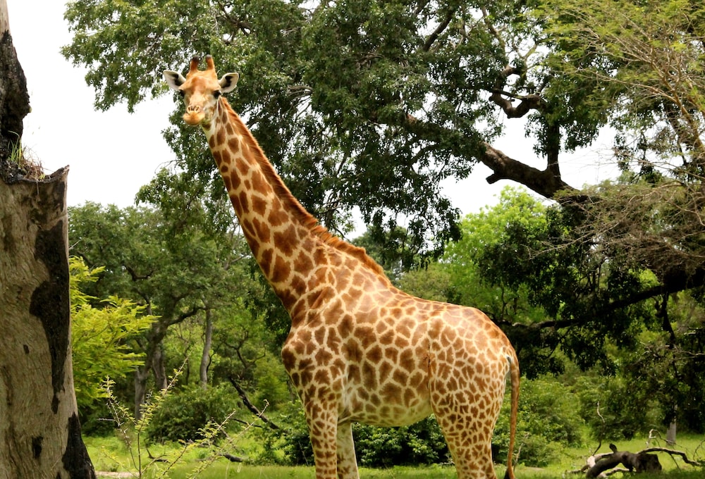 Fathala Wildlife Reserve 44/47