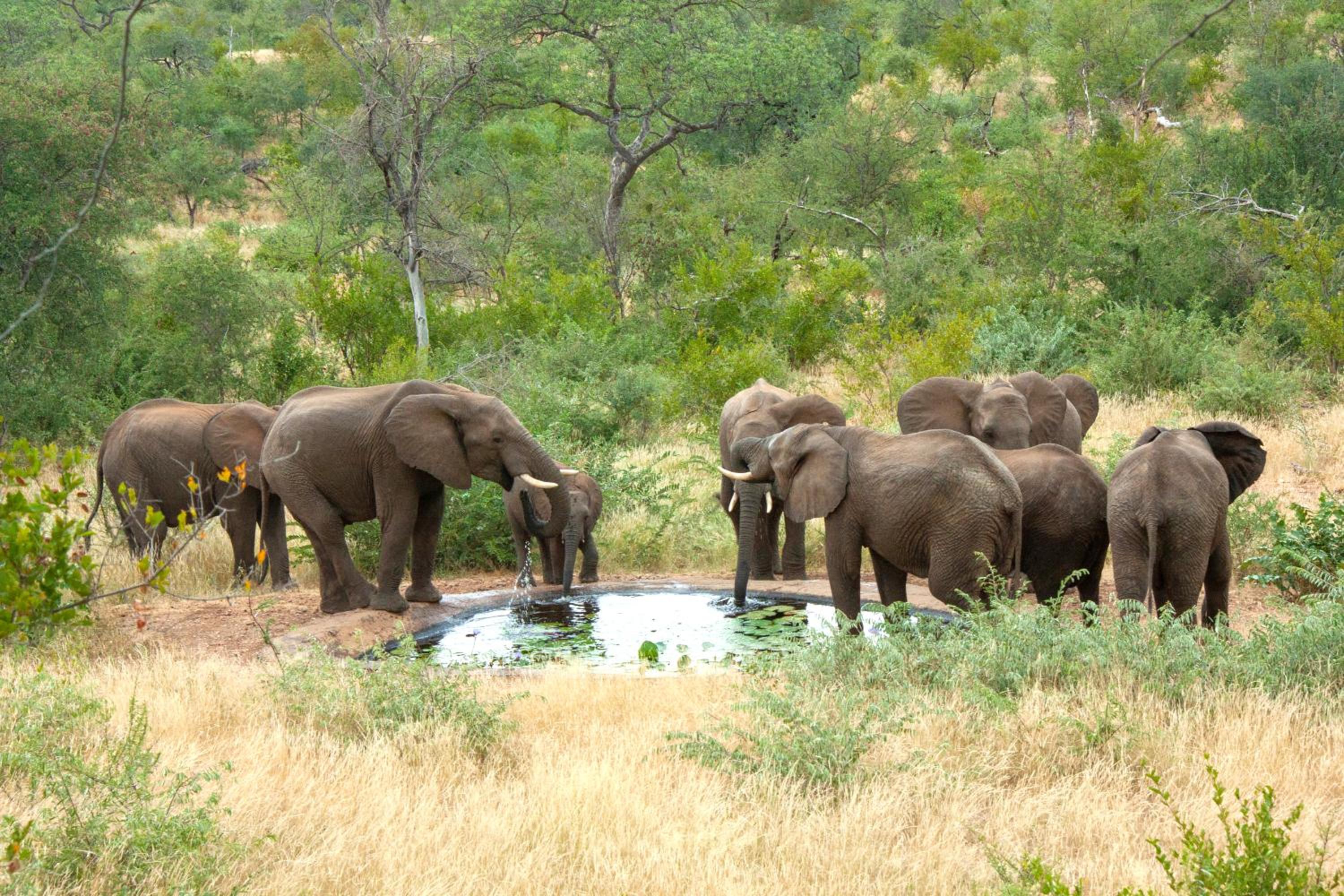 Casart Game Lodge 62/72