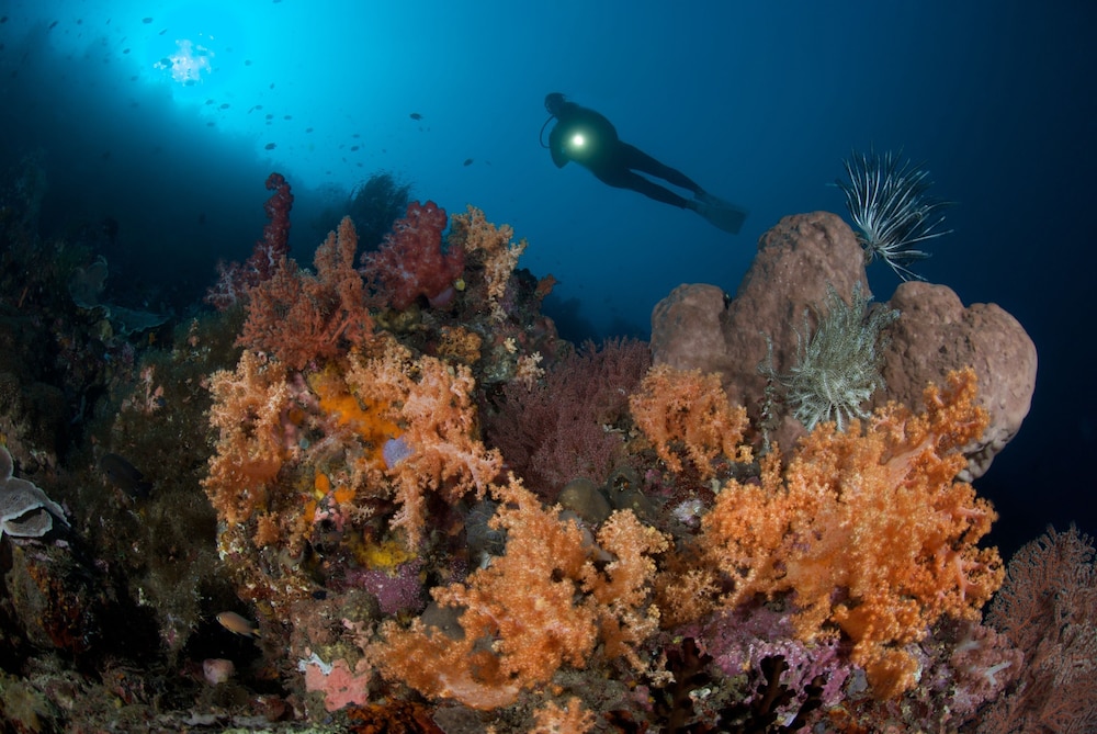 Murex Manado Dive Resort 35/50