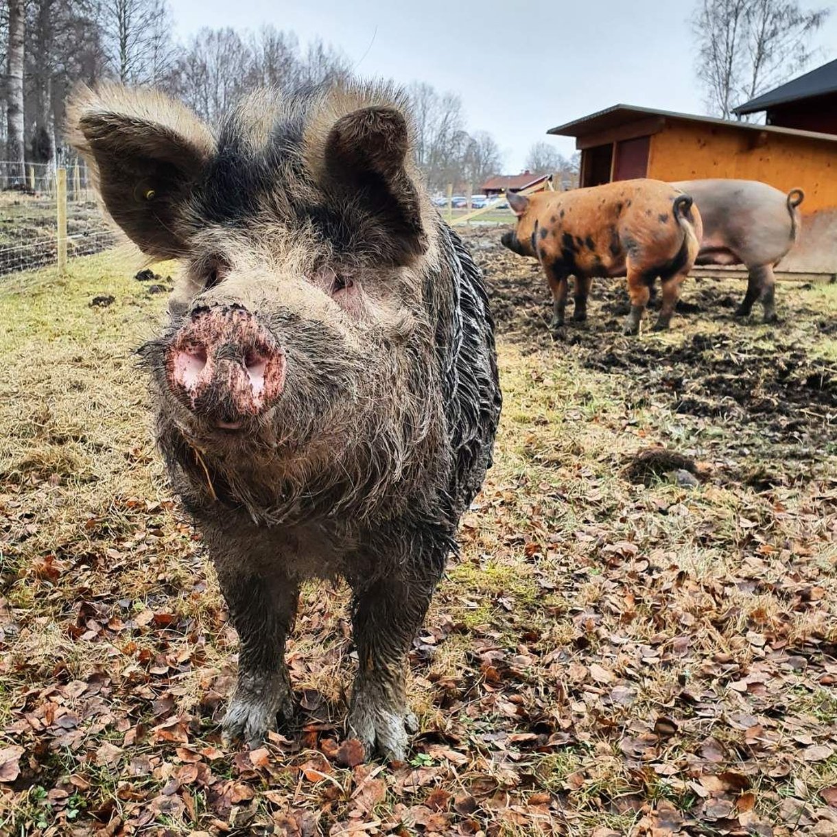 Hogbo Brukshotell 12/14