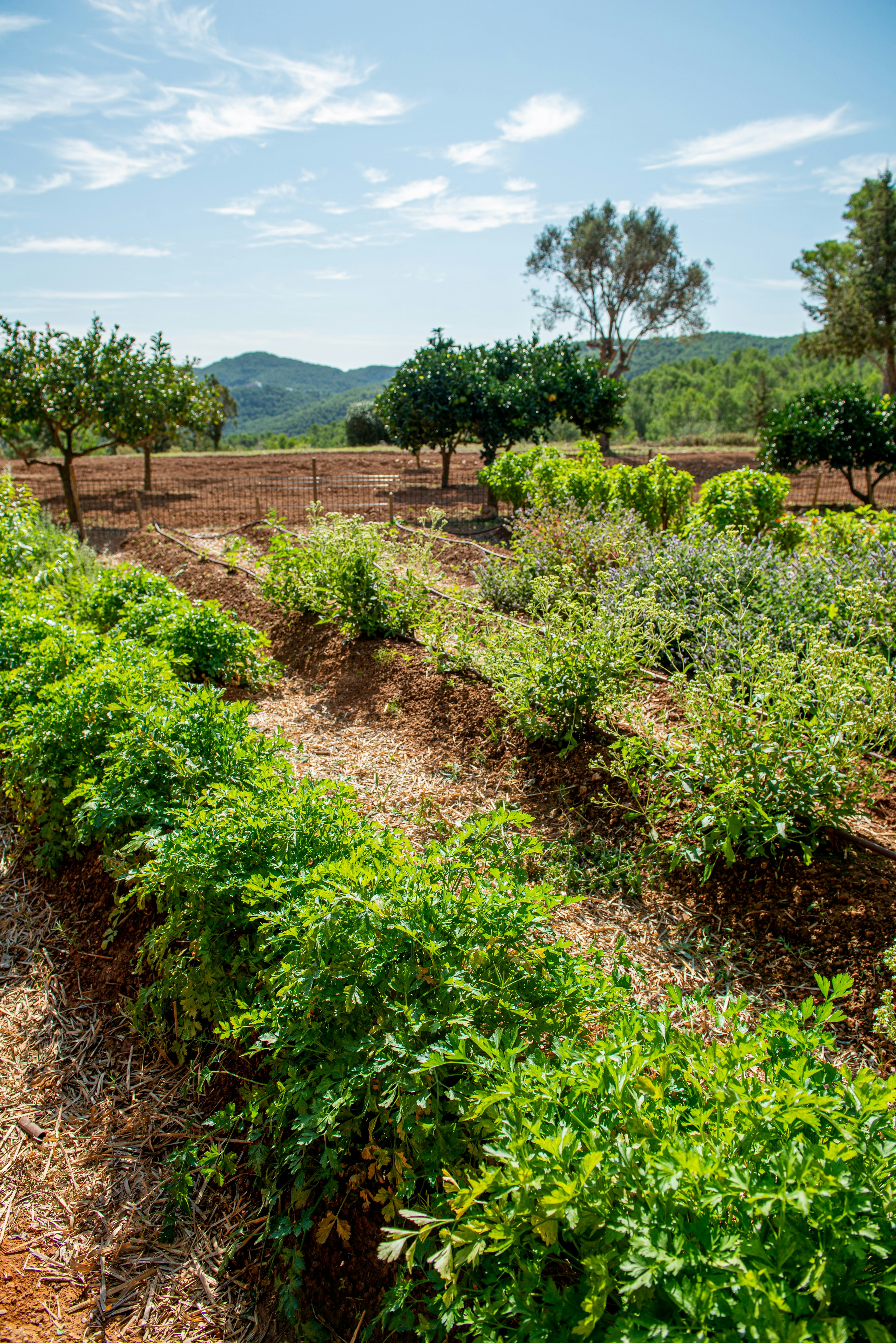 Hacienda Na Xamena 71/79